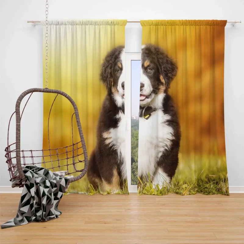 Playful Bernese Mountain Pups: Sennenhund Quartet Window Curtain