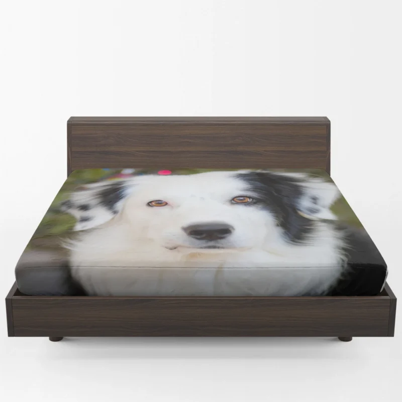 Playful Border Collie Moments: Border Collie Fitted Sheet 1