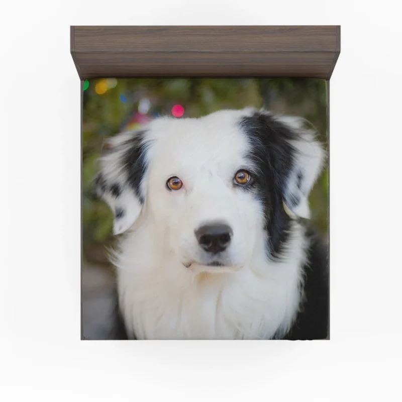 Playful Border Collie Moments: Border Collie Fitted Sheet