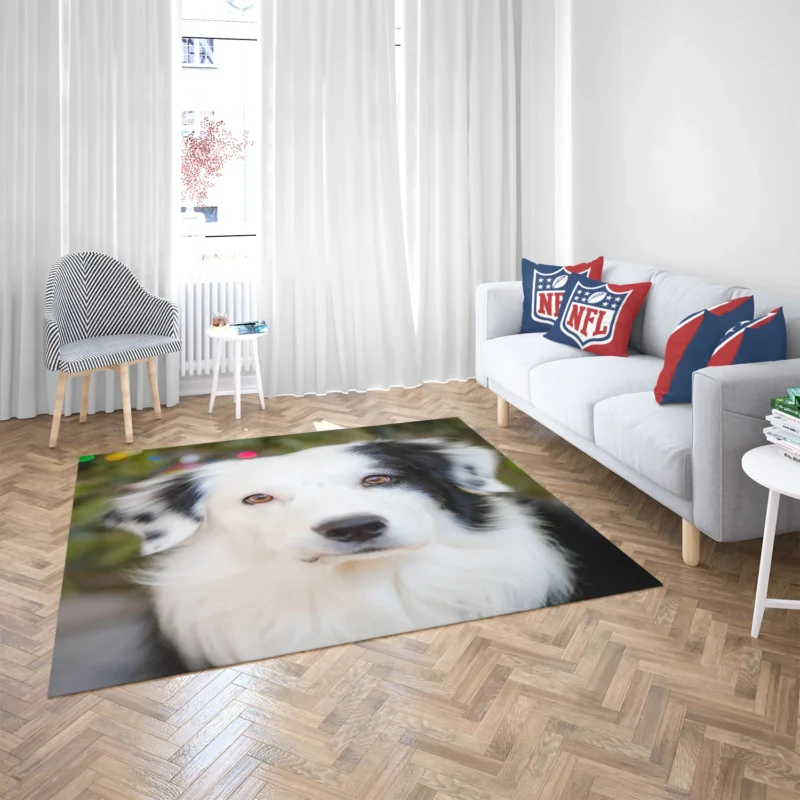 Playful Border Collie Moments: Border Collie Floor Rug 2