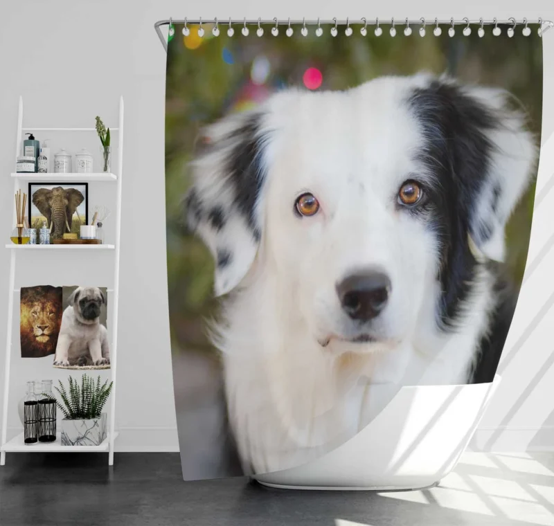 Playful Border Collie Moments: Border Collie Shower Curtain