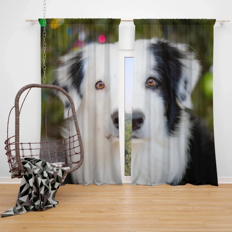 Playful Border Collie Moments: Border Collie Window Curtain