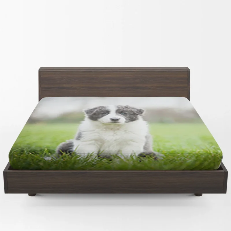 Playful Border Collie Puppies: Border Collie Fitted Sheet 1