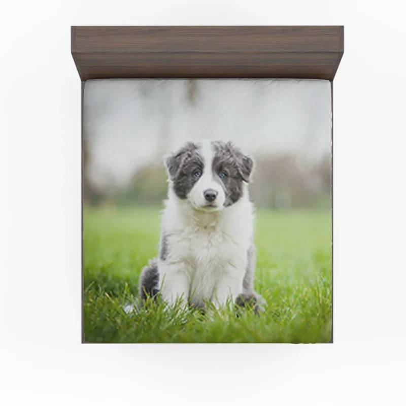 Playful Border Collie Puppies: Border Collie Fitted Sheet