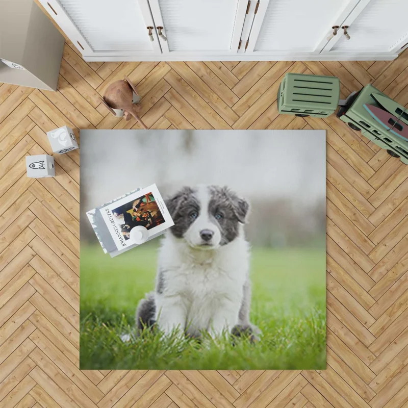 Playful Border Collie Puppies: Border Collie Floor Rug