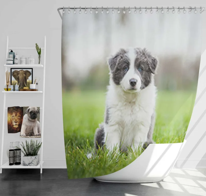 Playful Border Collie Puppies: Border Collie Shower Curtain