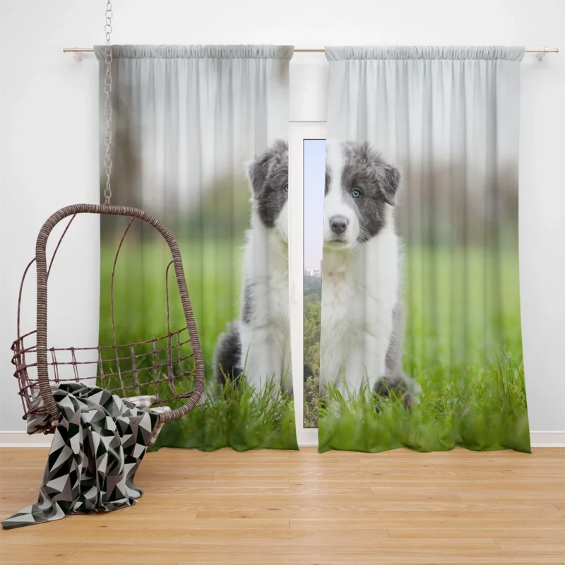 Playful Border Collie Puppies: Border Collie Window Curtain