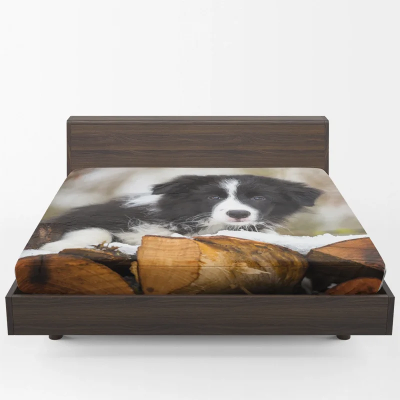 Playful Border Collie Pups with Border Collie Ba Fitted Sheet 1