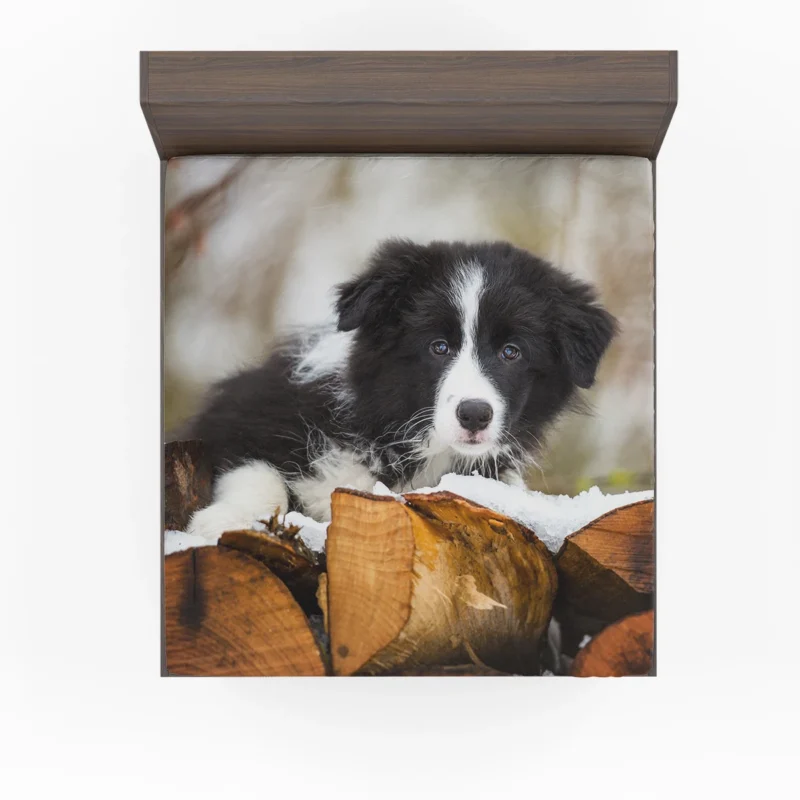 Playful Border Collie Pups with Border Collie Ba Fitted Sheet