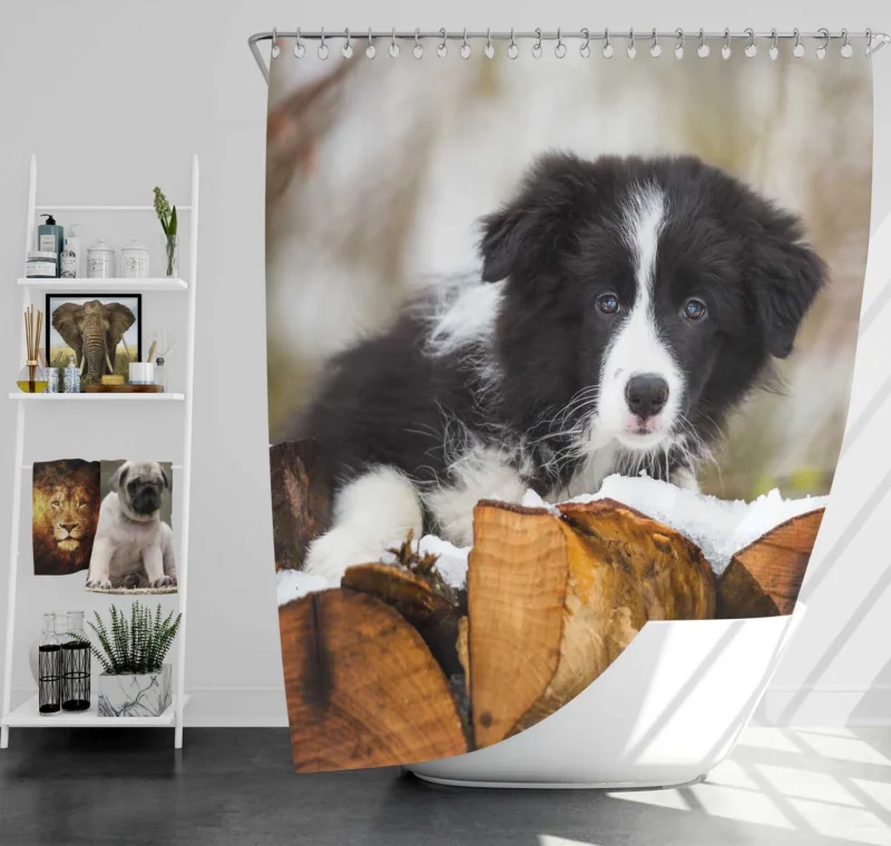 Playful Border Collie Pups with Border Collie Ba Shower Curtain