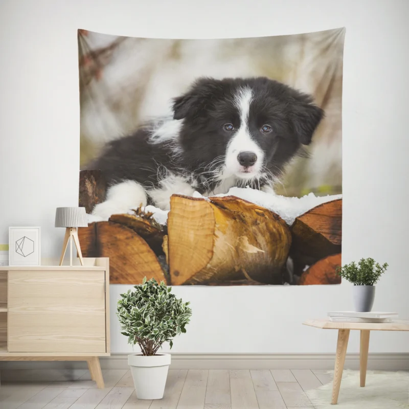 Playful Border Collie Pups with Border Collie Ba Wall Tapestry