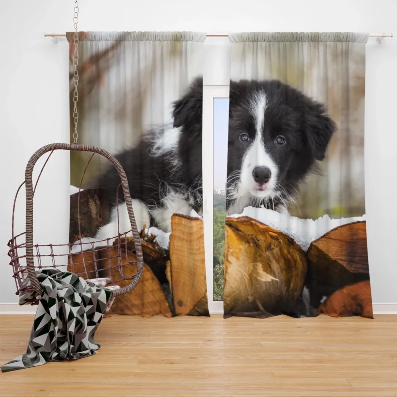 Playful Border Collie Pups with Border Collie Ba Window Curtain