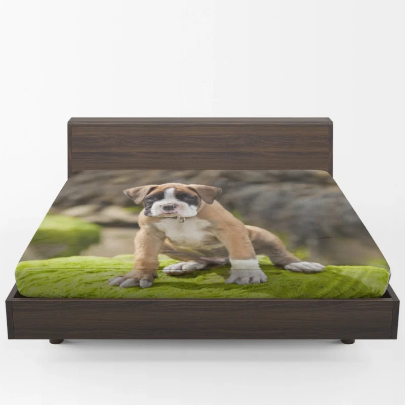 Playful Boxer Puppy with Moss and Muzzle: Boxer Fitted Sheet 1