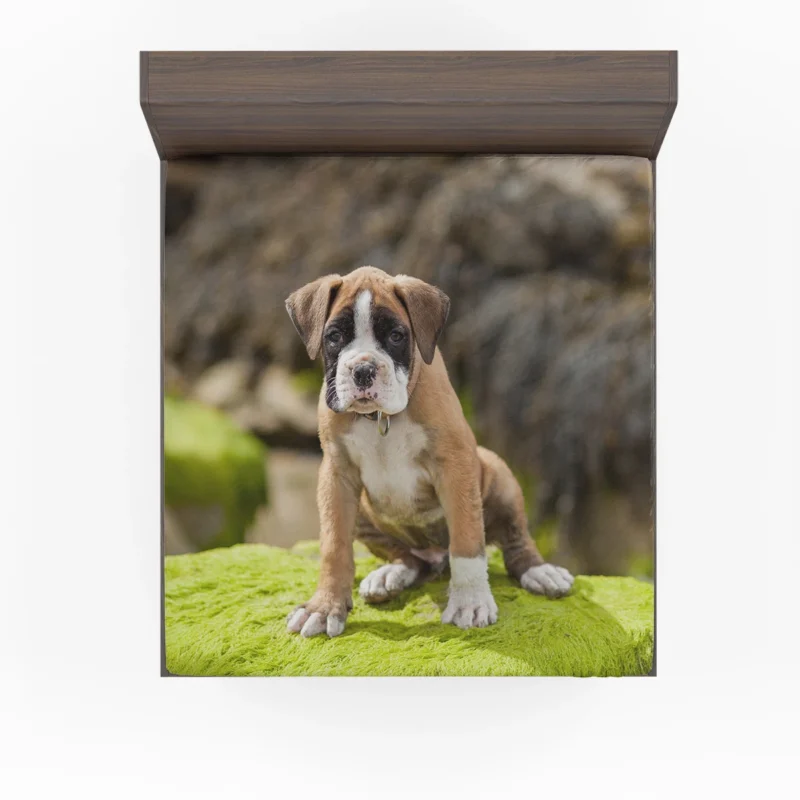 Playful Boxer Puppy with Moss and Muzzle: Boxer Fitted Sheet