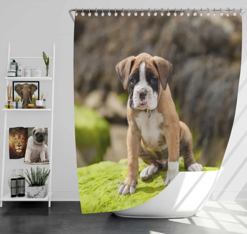 Playful Boxer Puppy with Moss and Muzzle: Boxer Shower Curtain