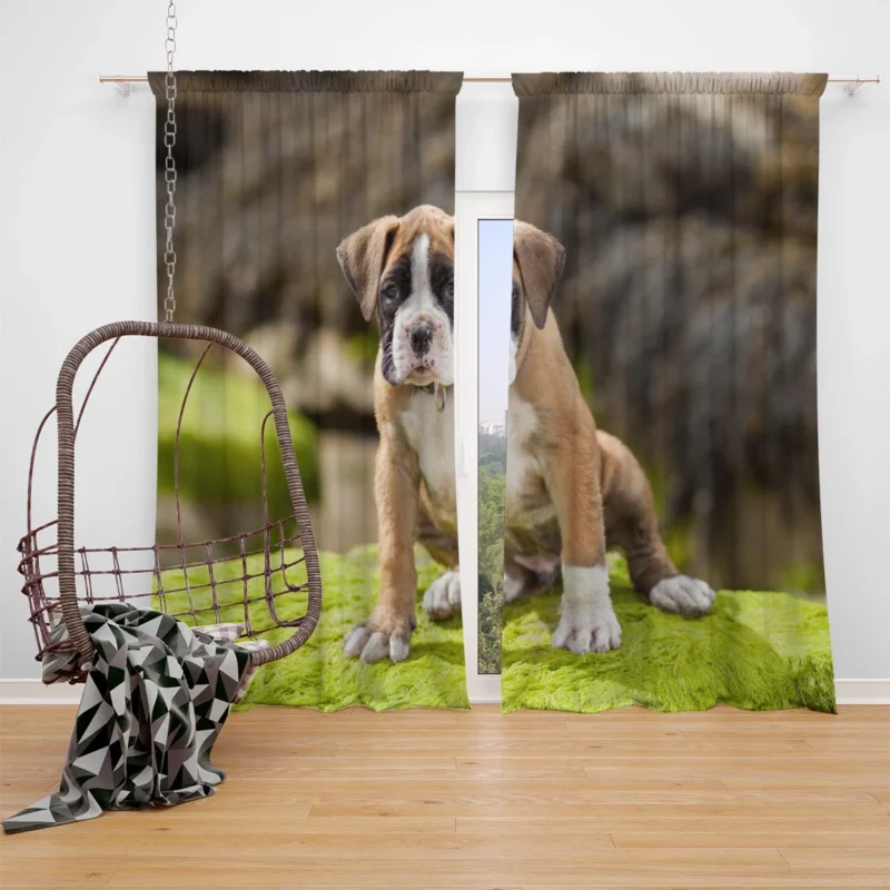 Playful Boxer Puppy with Moss and Muzzle: Boxer Window Curtain