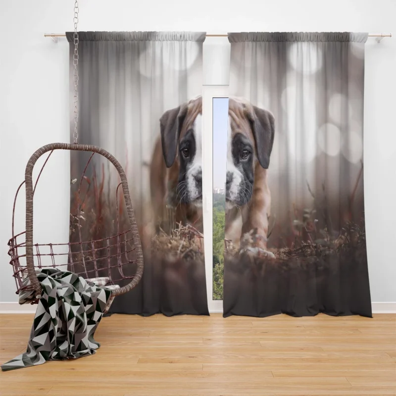 Playful Boxer Pups with Ba: Boxer Window Curtain