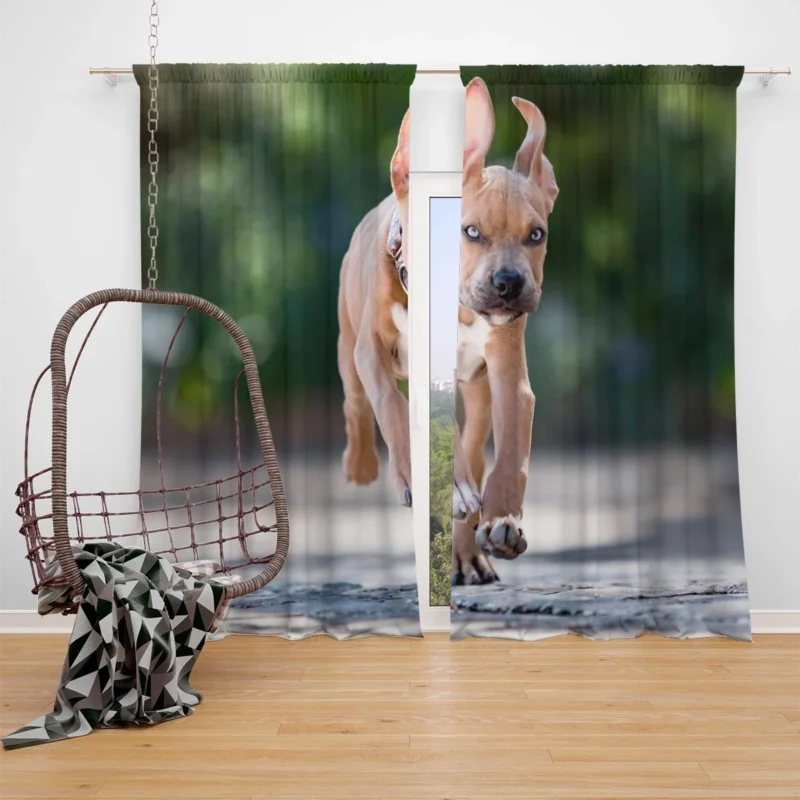 Playful Bull Terrier Pups Running with Ba: Bull Terrier Window Curtain