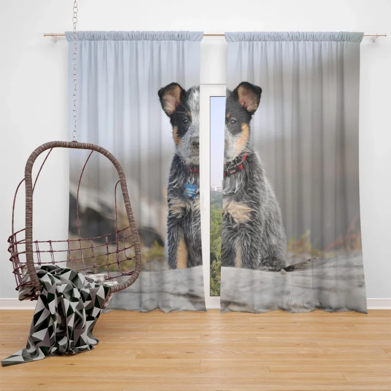 Playful Canine Charm: Australian Cattle Dog Puppy Window Curtain