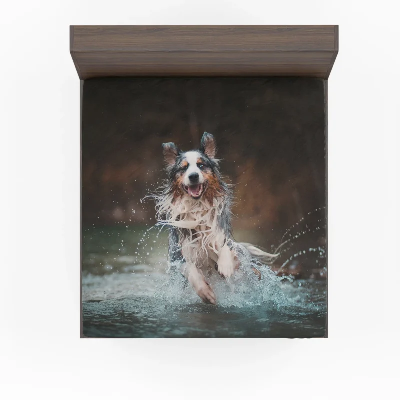 Playful Canine Splash in the Water: Australian Shepherd Fitted Sheet