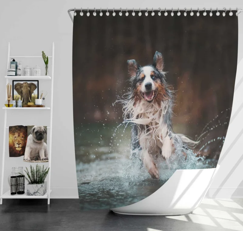 Playful Canine Splash in the Water: Australian Shepherd Shower Curtain