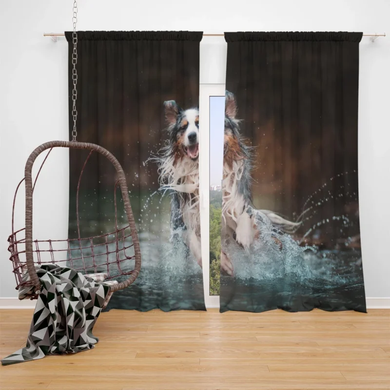 Playful Canine Splash in the Water: Australian Shepherd Window Curtain