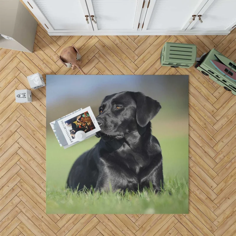 Playful Canines: Labrador Grass Muzzle Quartet Floor Rug