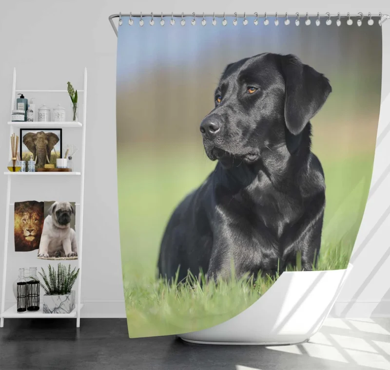 Playful Canines: Labrador Grass Muzzle Quartet Shower Curtain