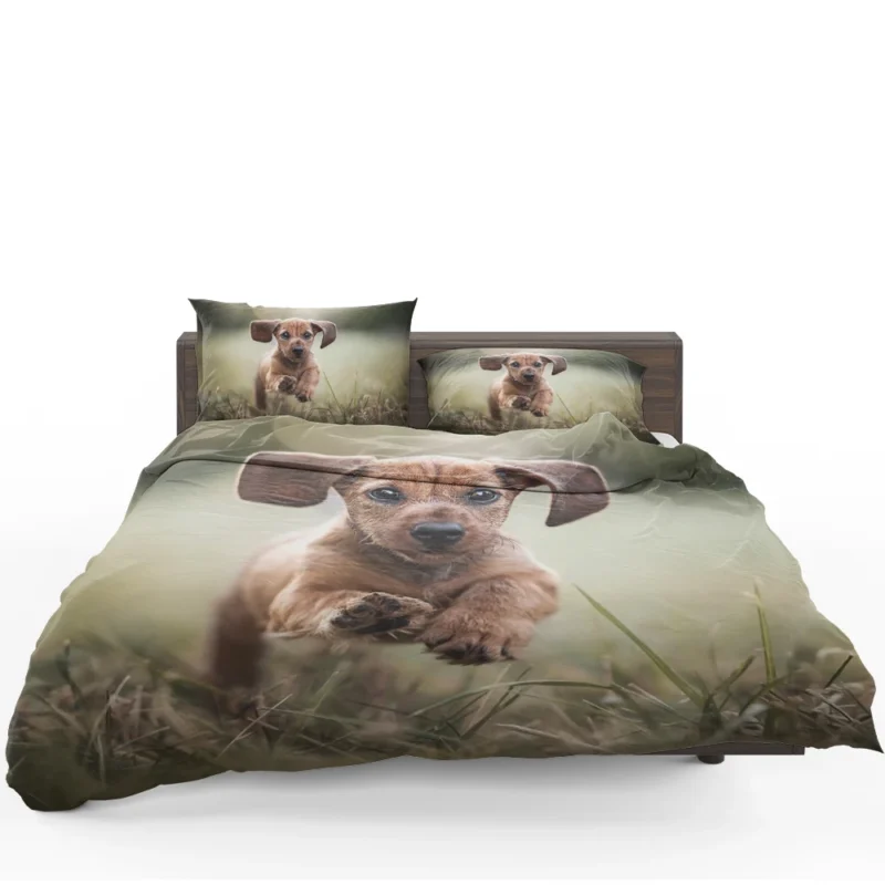 Playful Dachshund Puppies in Bauble: Quartet Bedding Set