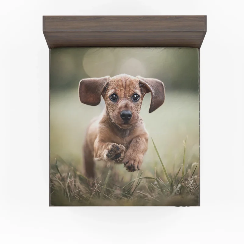 Playful Dachshund Puppies in Bauble: Quartet Fitted Sheet