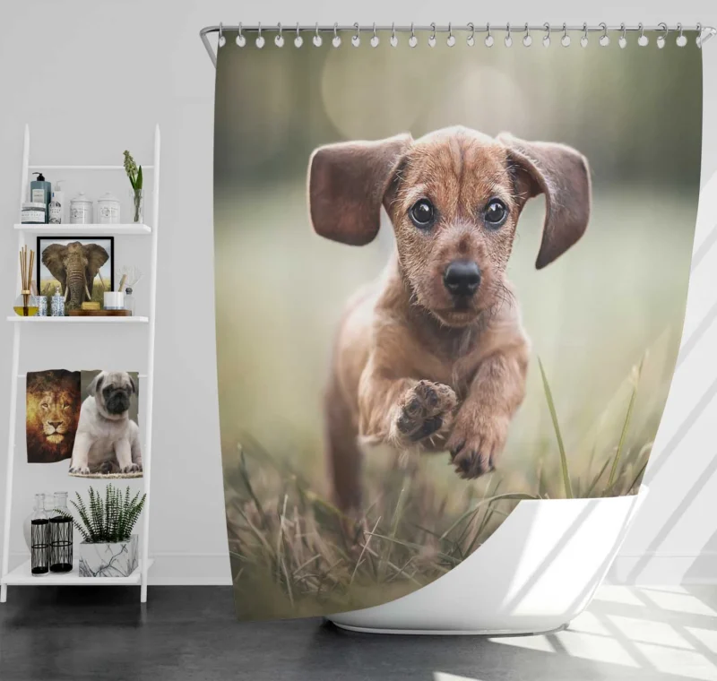 Playful Dachshund Puppies in Bauble: Quartet Shower Curtain