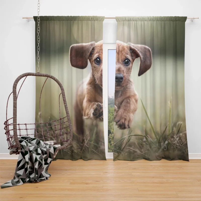 Playful Dachshund Puppies in Bauble: Quartet Window Curtain