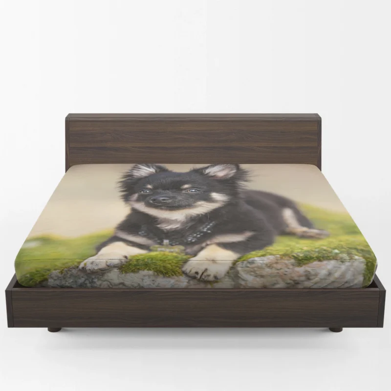 Playful Dainty and Delightful: Chihuahua Quartet Fitted Sheet 1