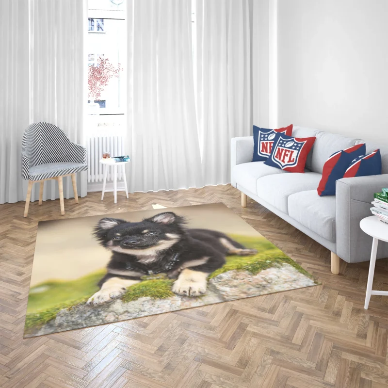 Playful Dainty and Delightful: Chihuahua Quartet Floor Rug 2