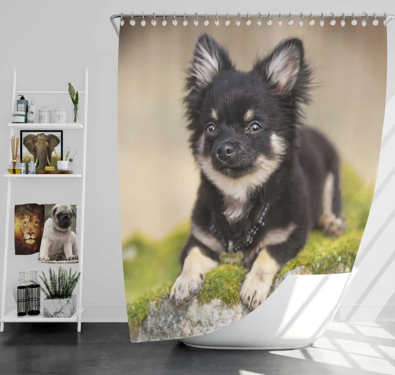 Playful Dainty and Delightful: Chihuahua Quartet Shower Curtain