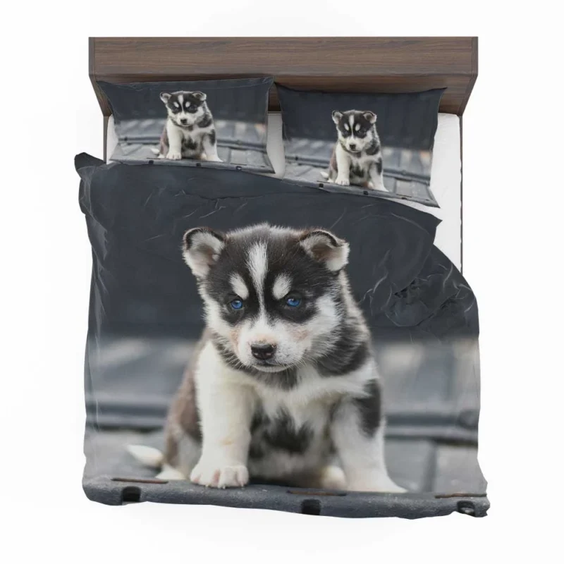 Playful Husky Pups: Siberian Husky Quartet Bedding Set 1