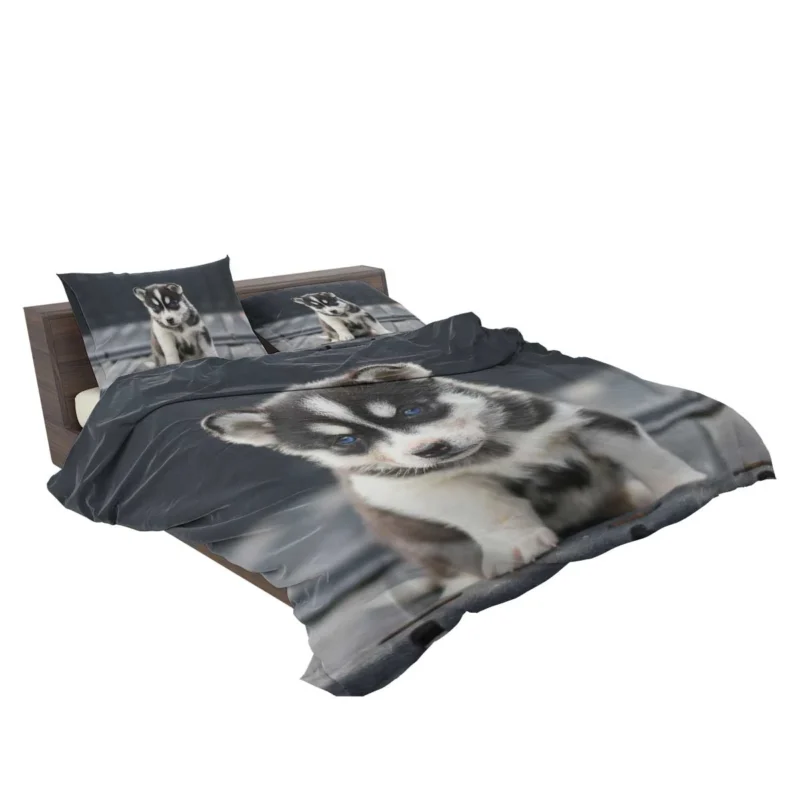 Playful Husky Pups: Siberian Husky Quartet Bedding Set 2