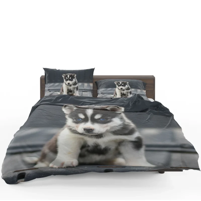 Playful Husky Pups: Siberian Husky Quartet Bedding Set