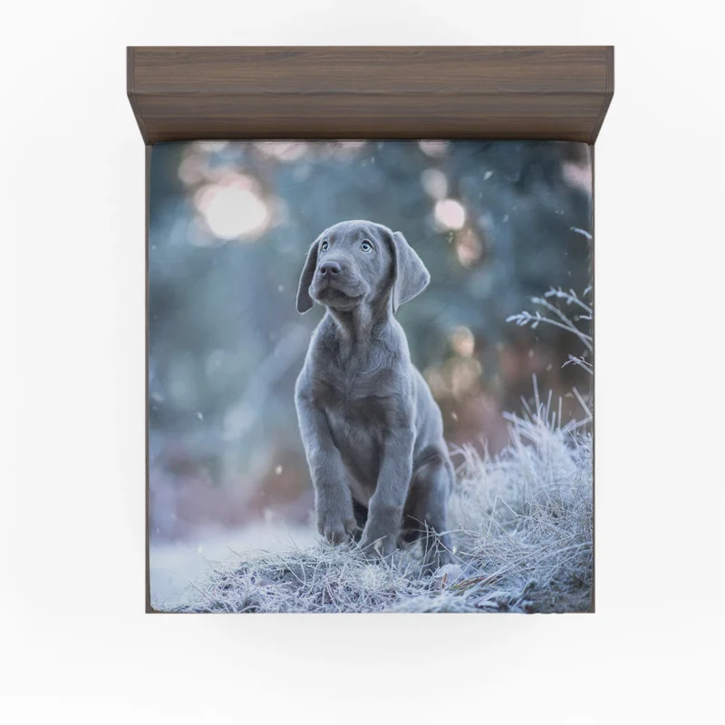 Playful Joy: Baubles of Weimaraner Puppies Fitted Sheet