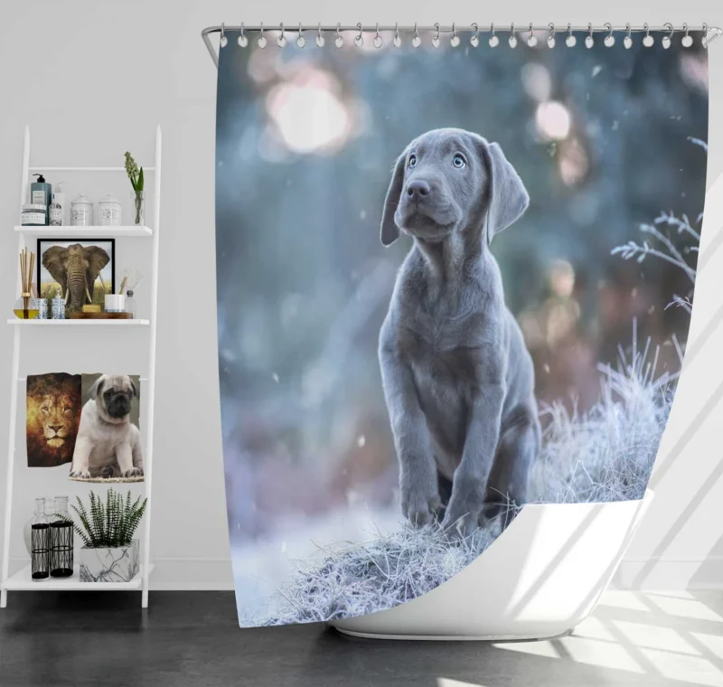 Playful Joy: Baubles of Weimaraner Puppies Shower Curtain