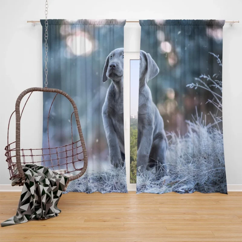 Playful Joy: Baubles of Weimaraner Puppies Window Curtain