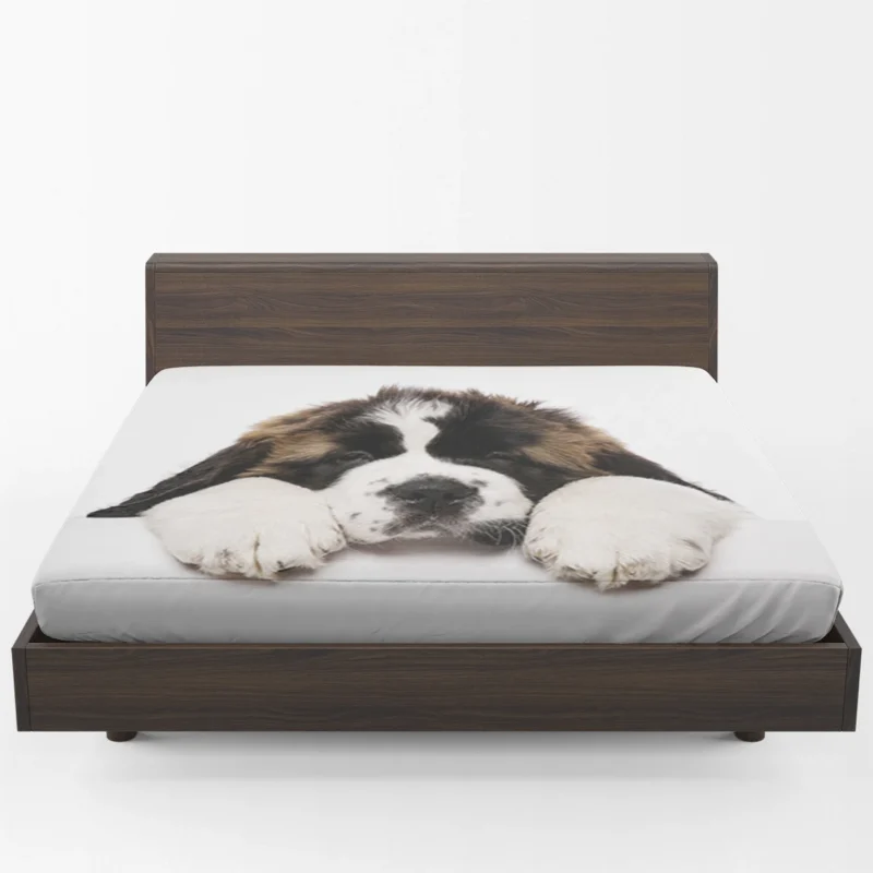 Playful Pups: Saint Bernard Quartet Fitted Sheet 1