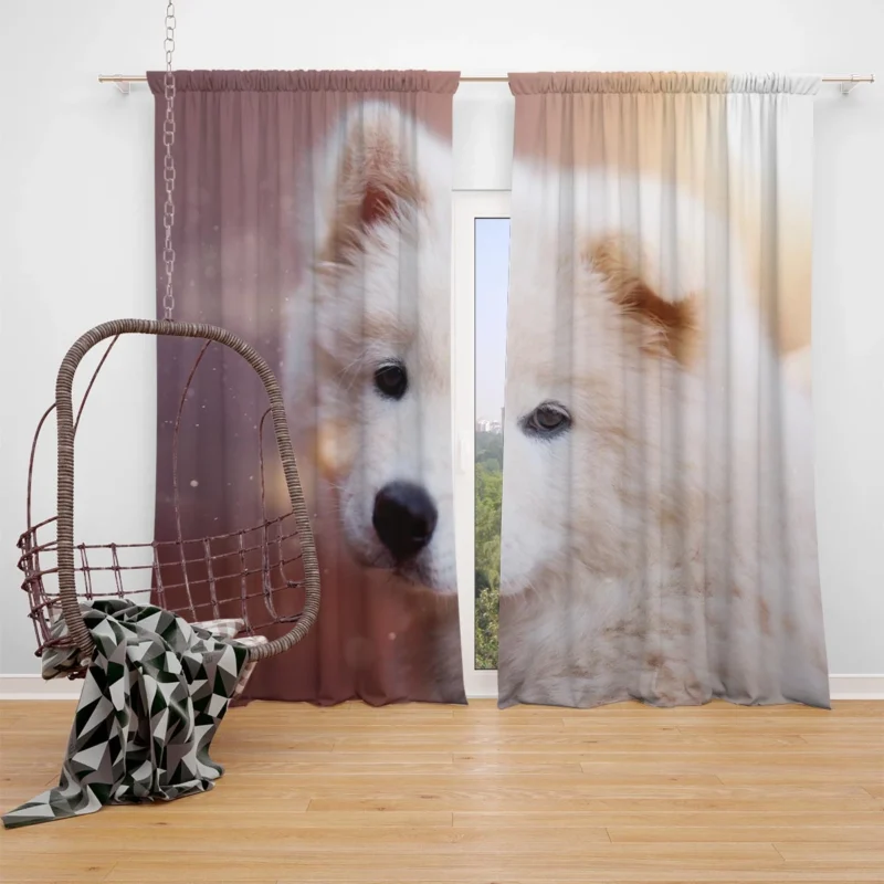 Playful Pups: Samoyed Quartet Window Curtain