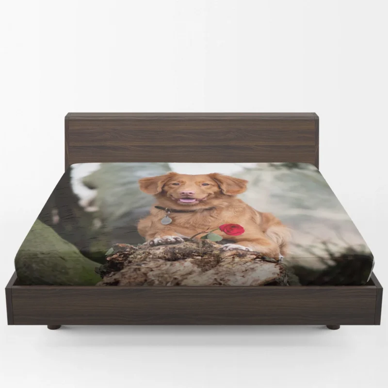 Playful Quartet: Nova Scotia Duck Tolling Retriever Fitted Sheet 1