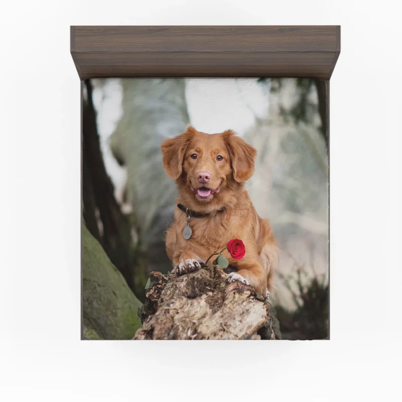 Playful Quartet: Nova Scotia Duck Tolling Retriever Fitted Sheet