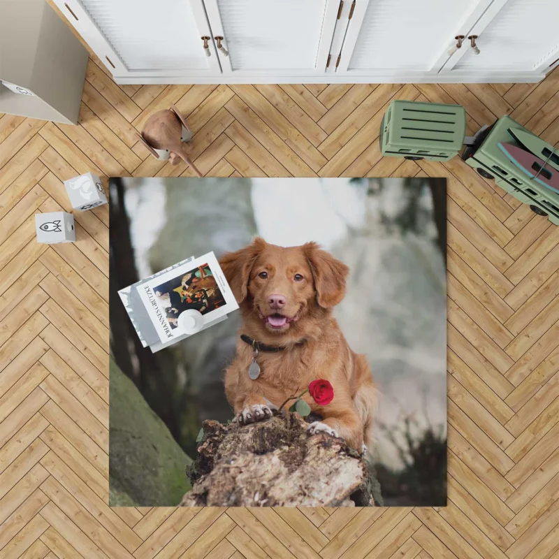 Playful Quartet: Nova Scotia Duck Tolling Retriever Floor Rug