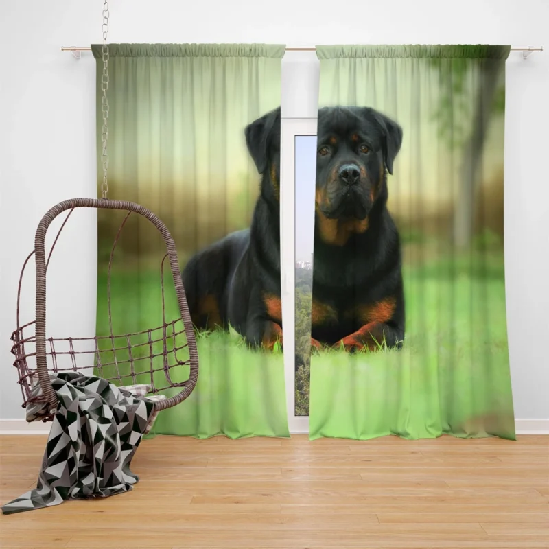 Playful Rottie Pups: Rottweiler Quartet Window Curtain