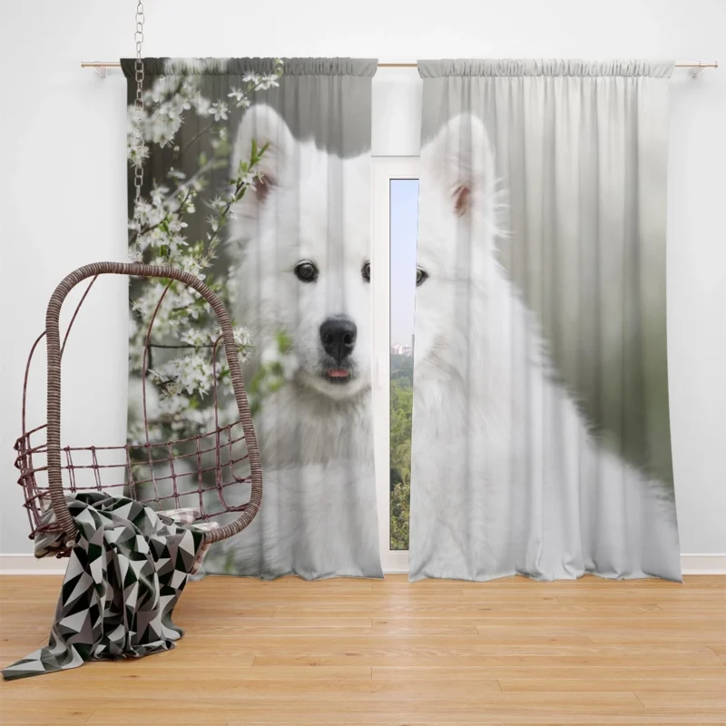 Playful Samoyed Elegance: Quartet Window Curtain