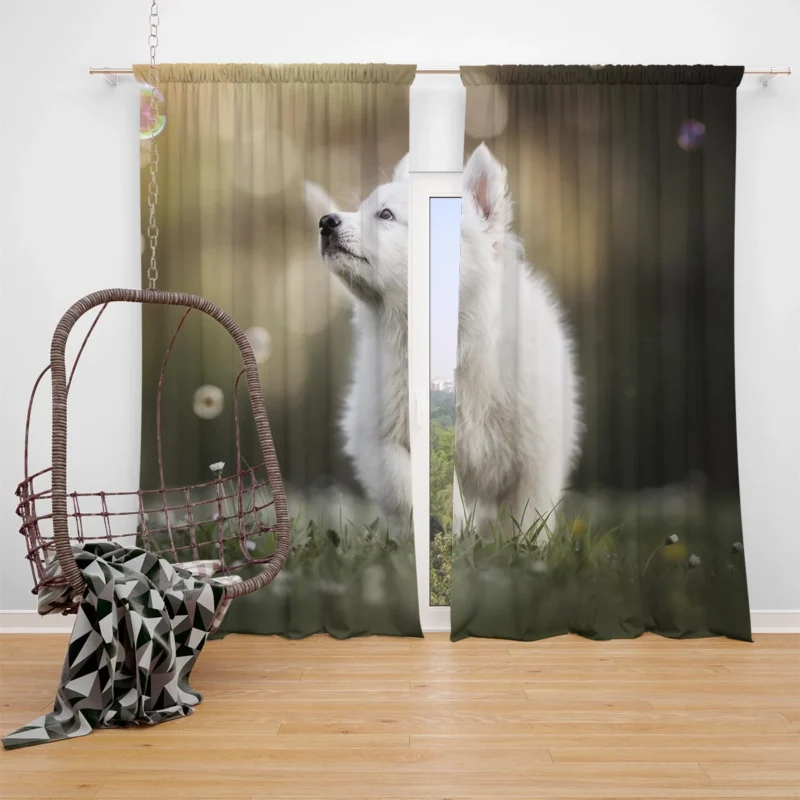 Playful Samoyed Puppy: Quartet Window Curtain