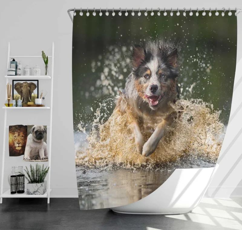 Playful Splash in the Water: Australian Shepherd Shower Curtain